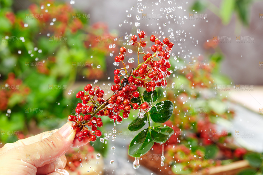 手拿新鲜花椒