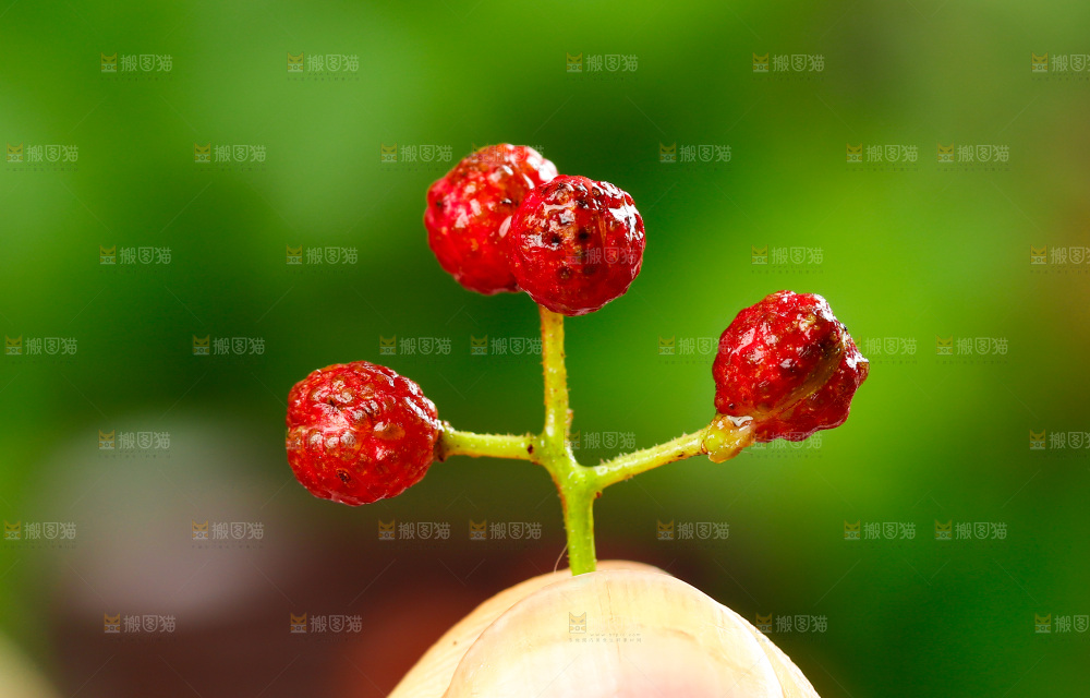 手拿新鲜红花椒