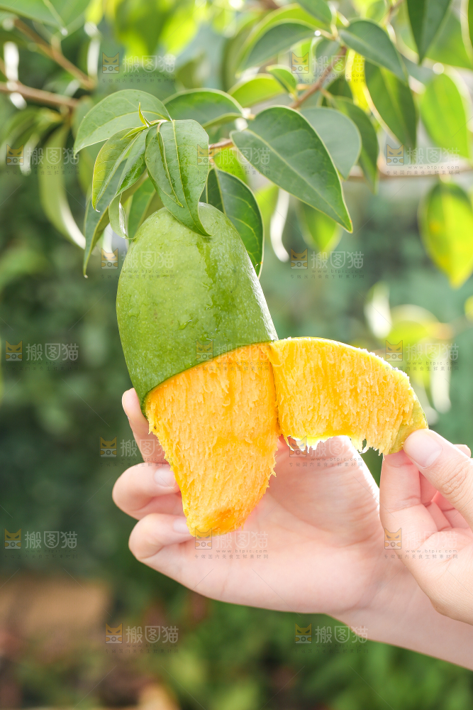 手拿剥皮的桂七芒