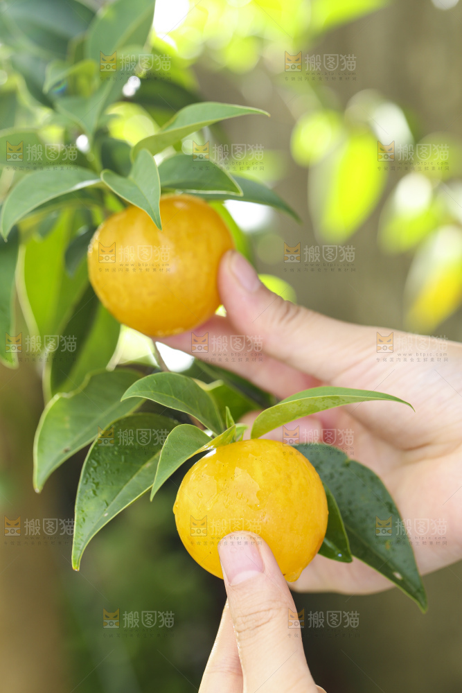 手拿黄金奈李