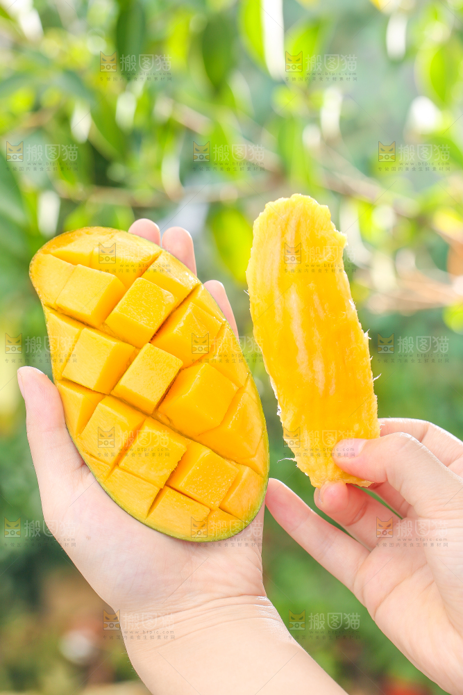 手拿桂七芒果核
