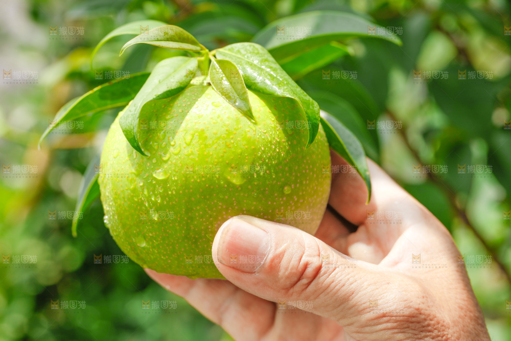 手拿青皮苹果梨