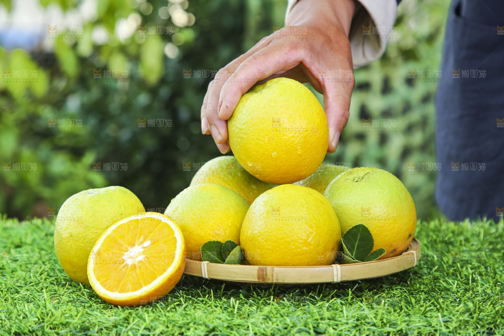 草地上手拿一个夏橙