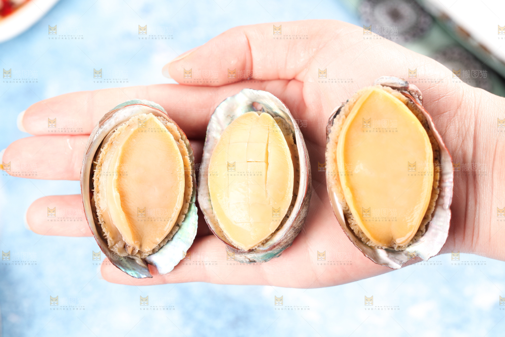 木底上放着鲜冻鲍鱼