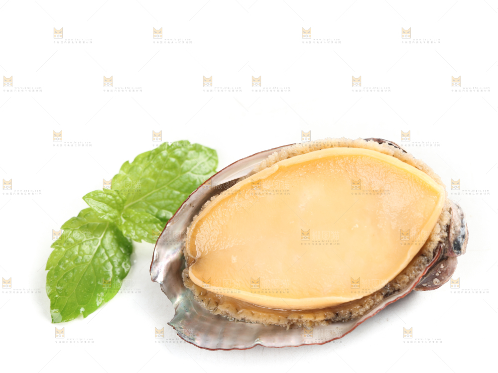 白底上的新鲜鲍鱼