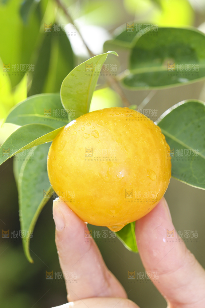 手拿黄金奈李