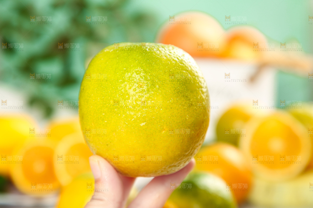 手拿秭归夏橙