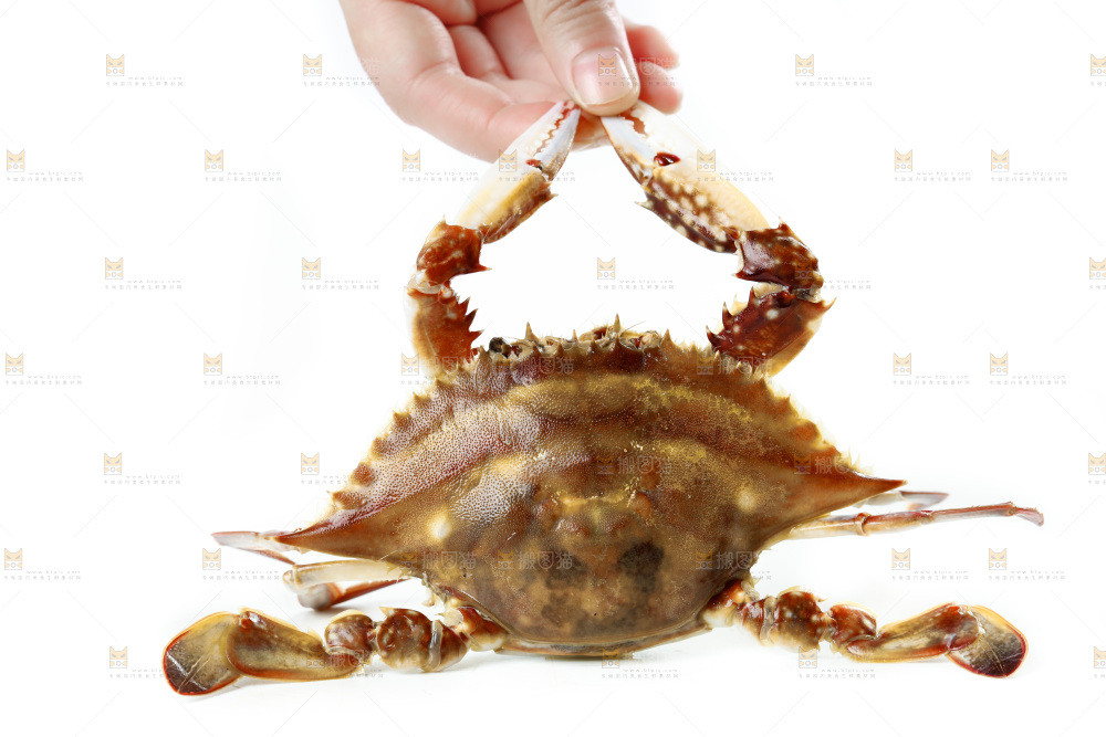 手拿梭子蟹