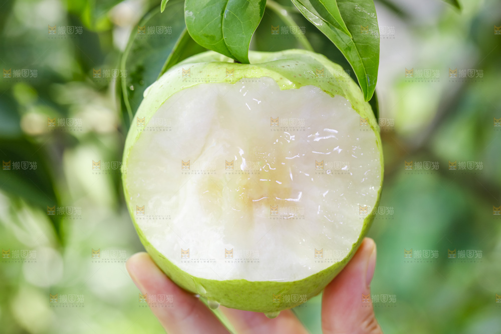 手拿的砀山青皮皇冠梨