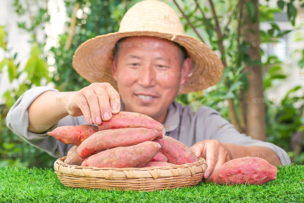 农民手里拿着红心蜜薯