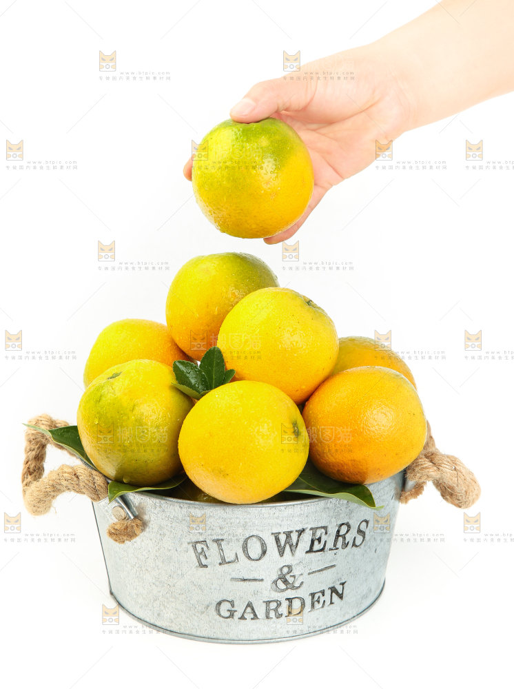 手拿一个夏橙