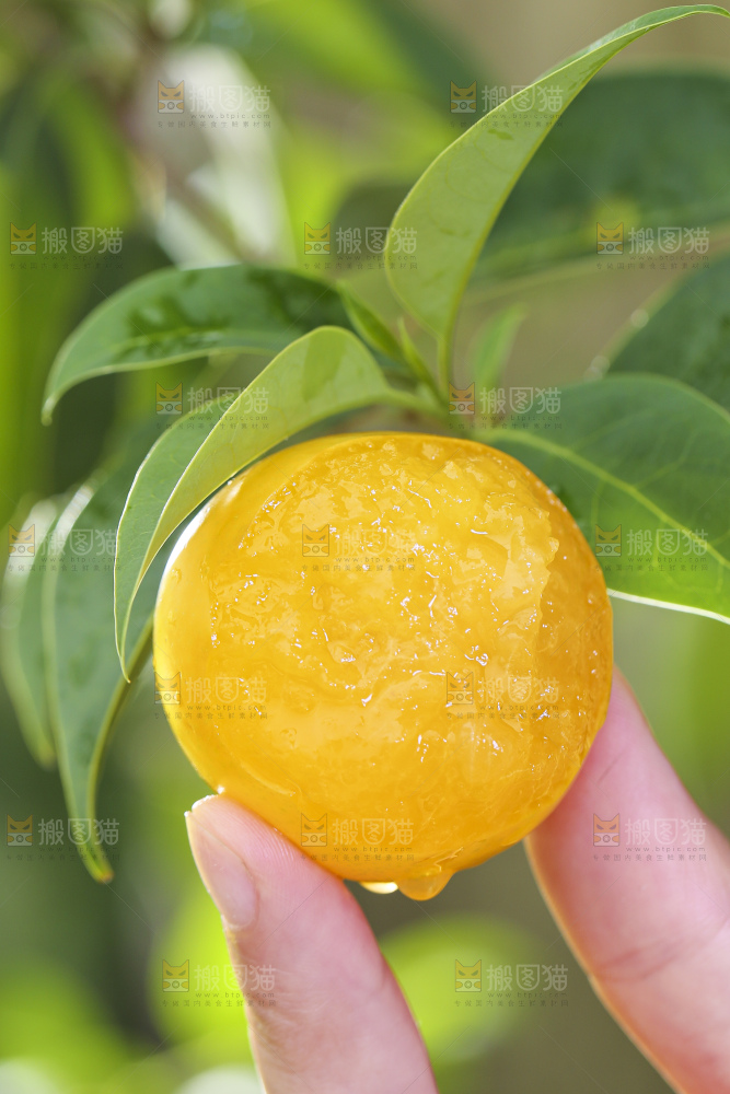 手拿剥皮的九峰山黄金奈李