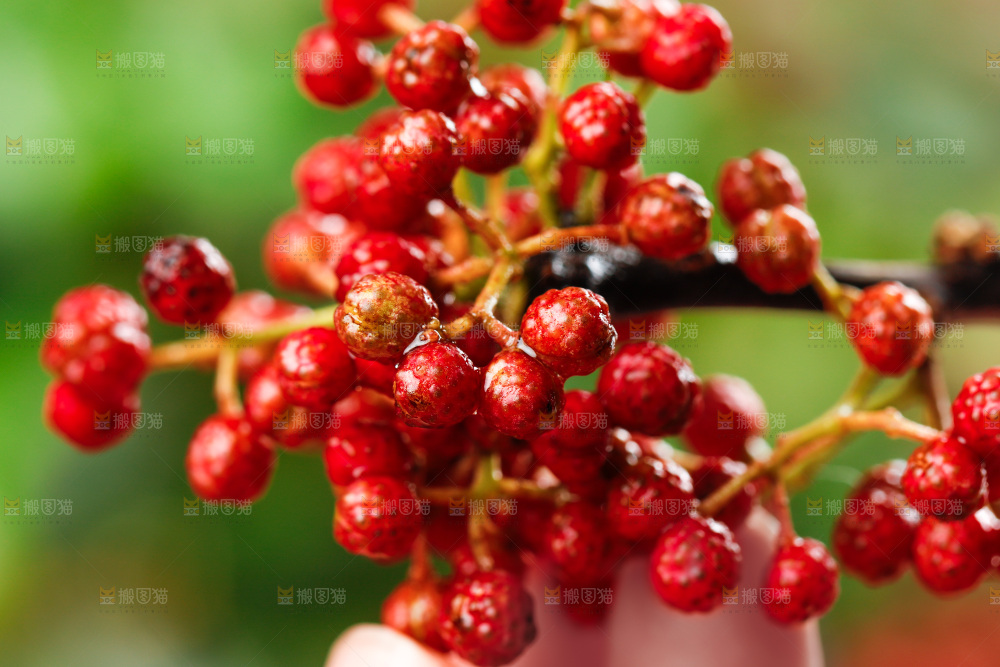 手拿新鲜花椒