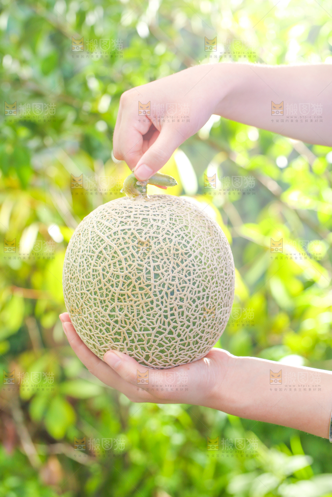 手拿玫珑瓜