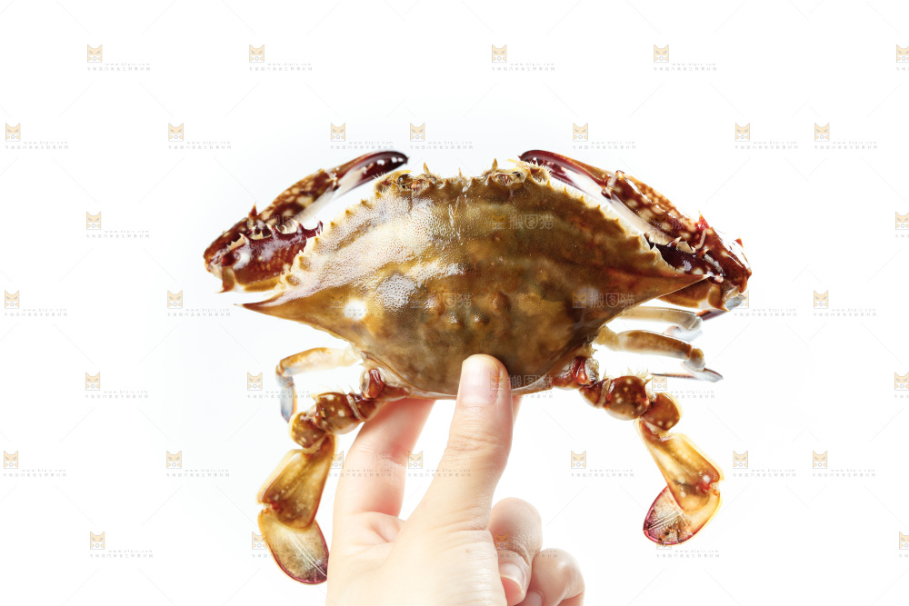手拿梭子蟹
