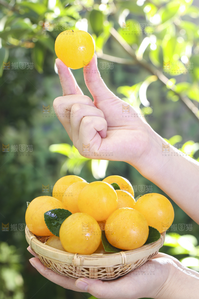 手拿一篮九峰山黄金奈李