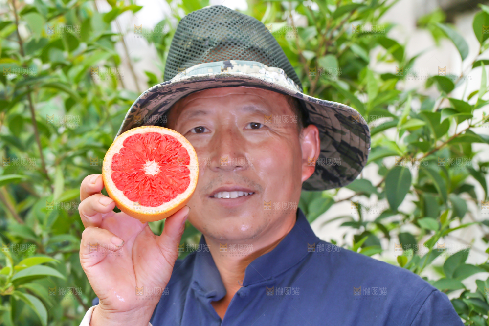 农民手里拿着切开的南非西柚