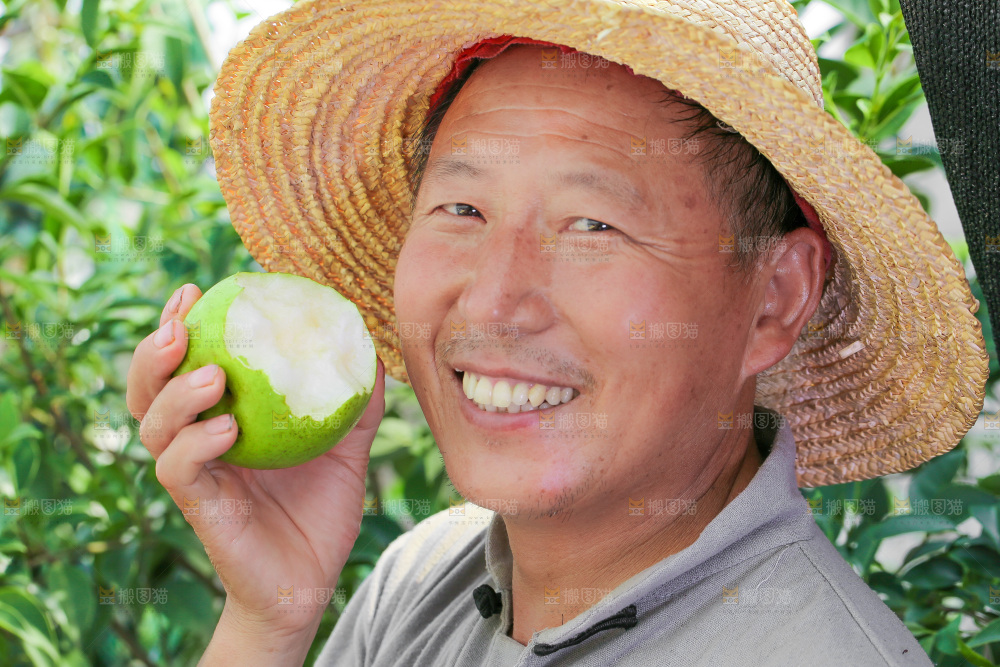 农民手里拿着青皮梨