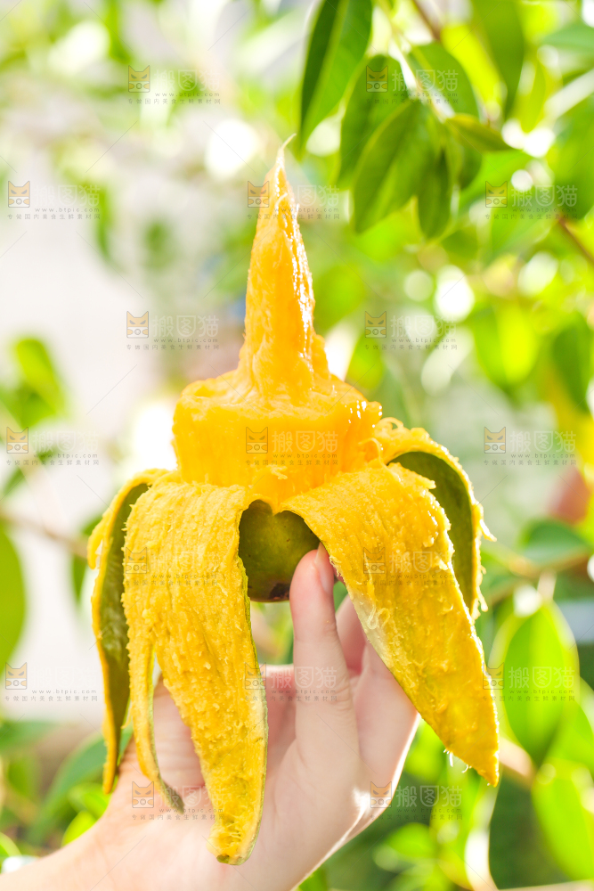 手拿剥皮的桂七芒