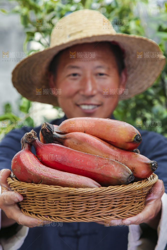 农民手拿一篮红皮香蕉