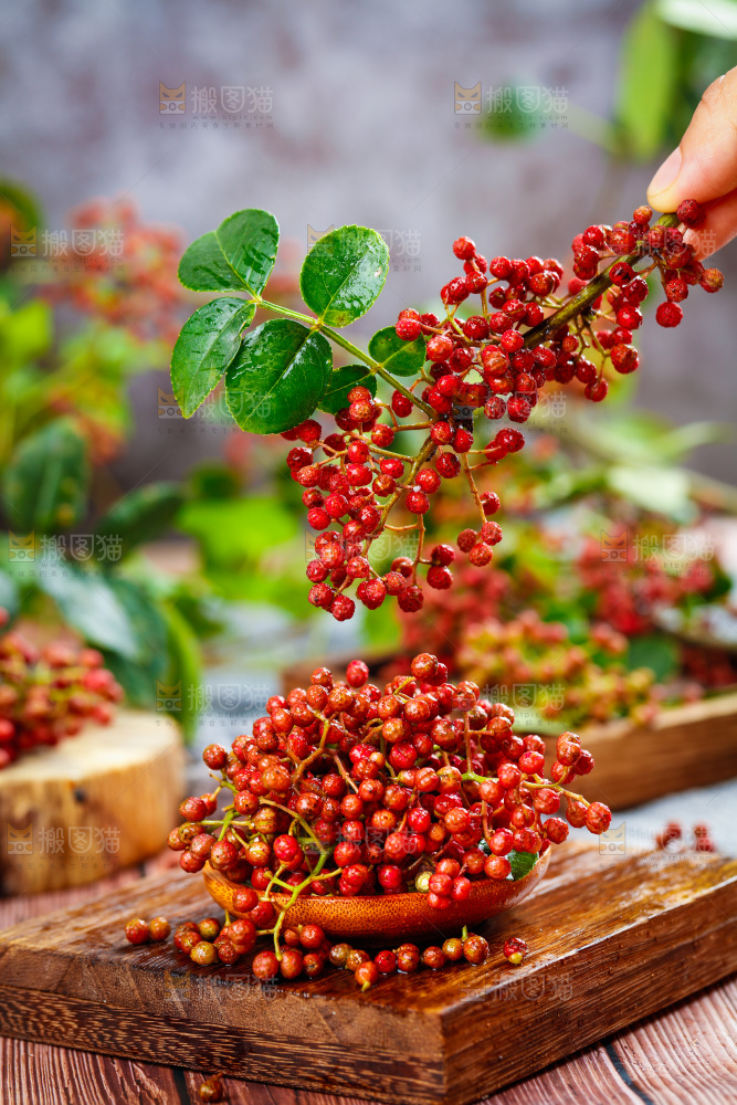 手拿新鲜花椒