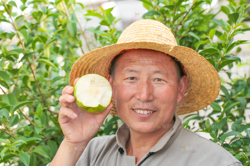 农民手里拿着青皮皇冠梨