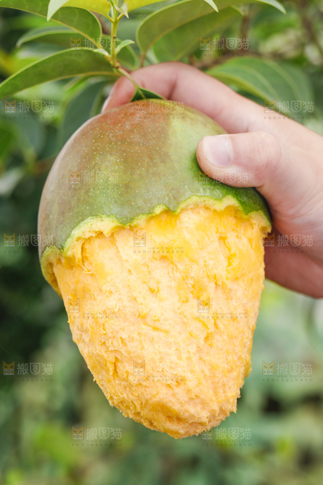 手拿着剥皮的攀枝花凯特芒