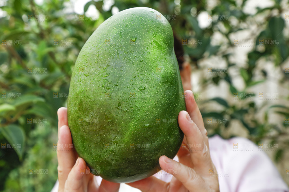 手拿着的凯特芒