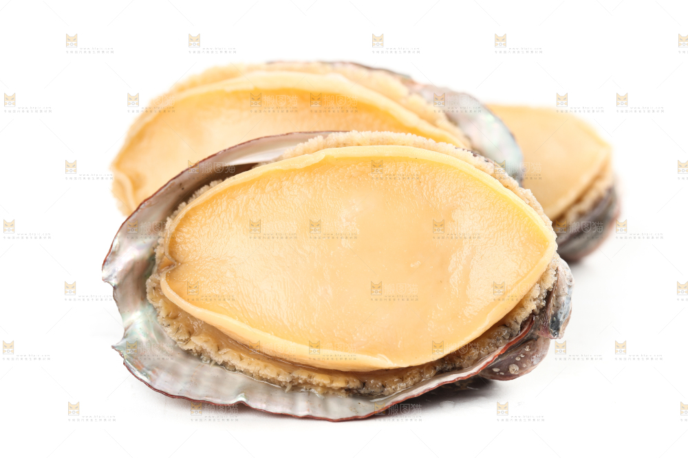 白底上的新鲜鲍鱼