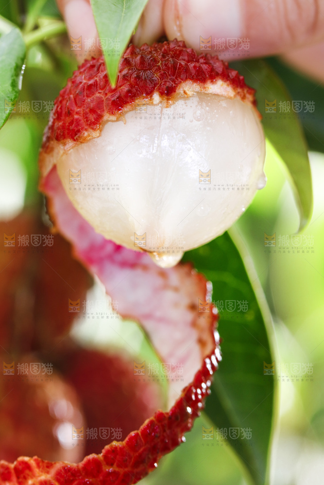 手拿剥皮的荔枝