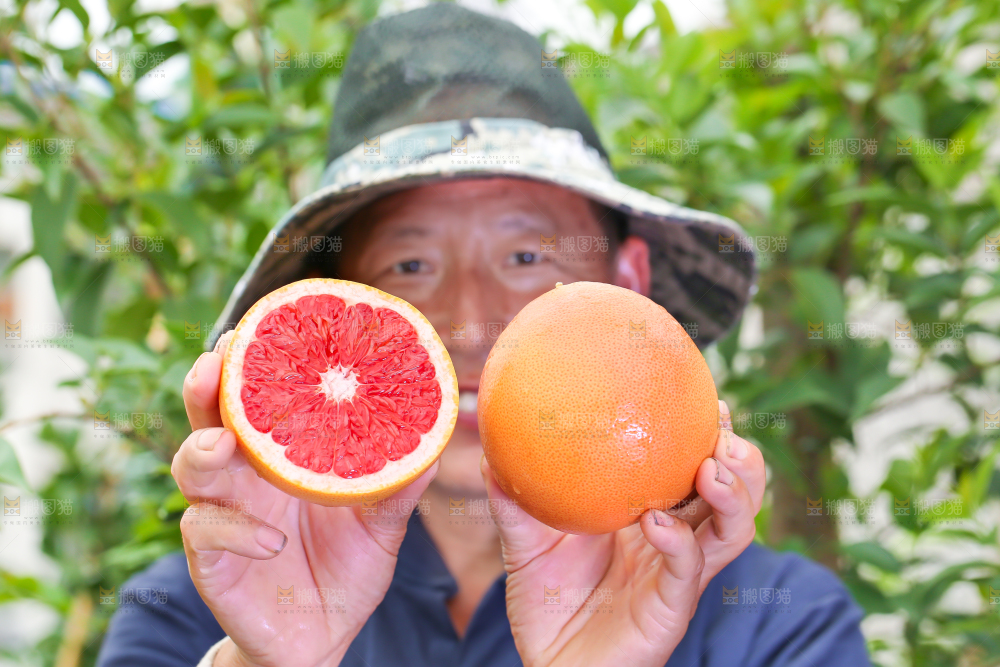 农民手里拿着切开的南非西柚