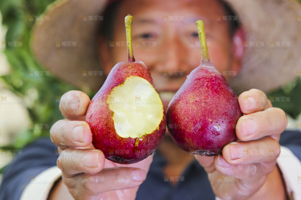 红啤梨