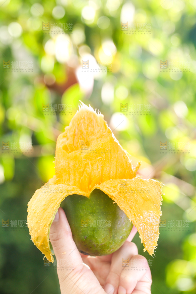 手拿剥皮的桂七芒