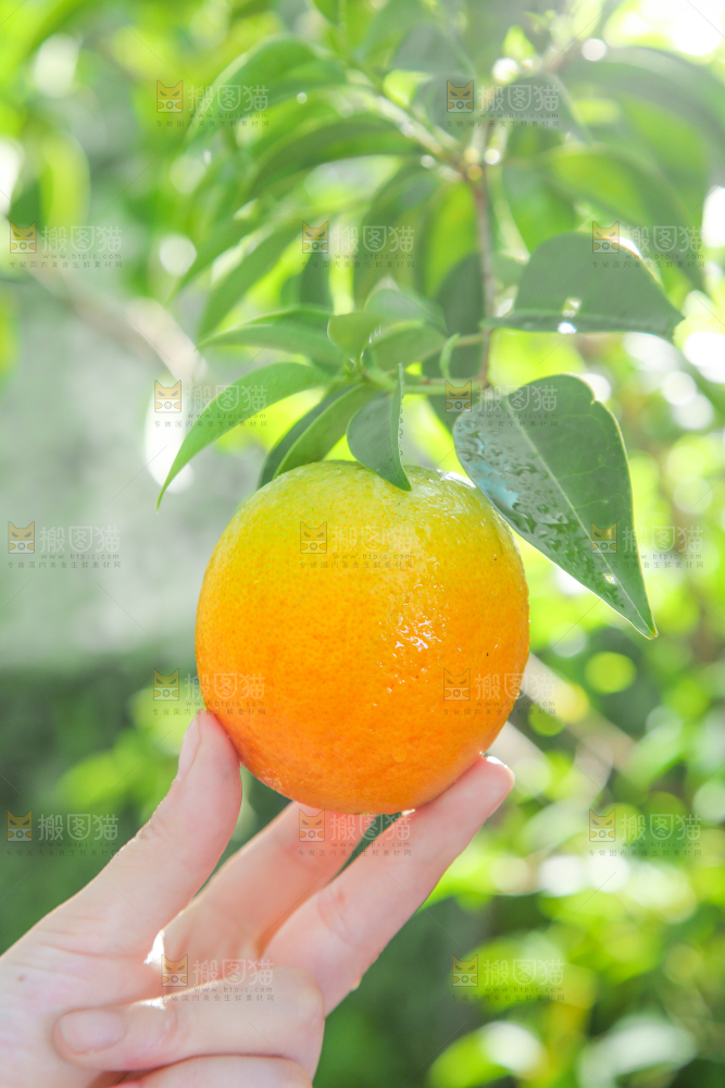 手拿秭归夏橙