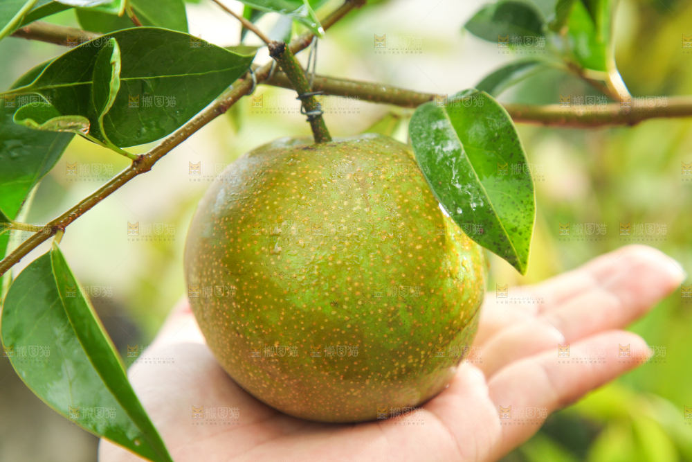草地上放着湖北黄花梨