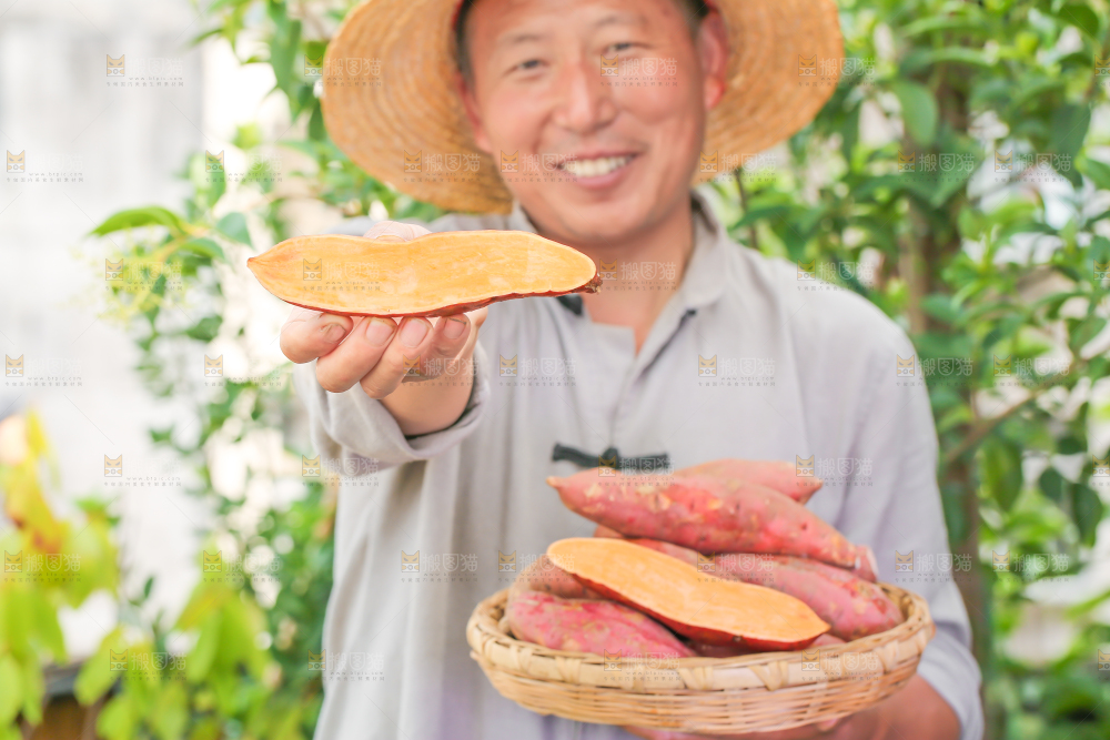 农民手里端着一盘红心红薯
