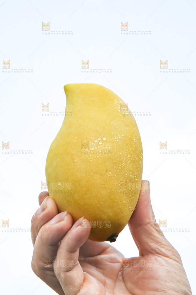 草地上的鹰嘴芒