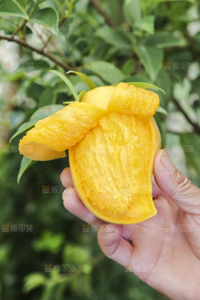手拿剥皮的鹰嘴芒