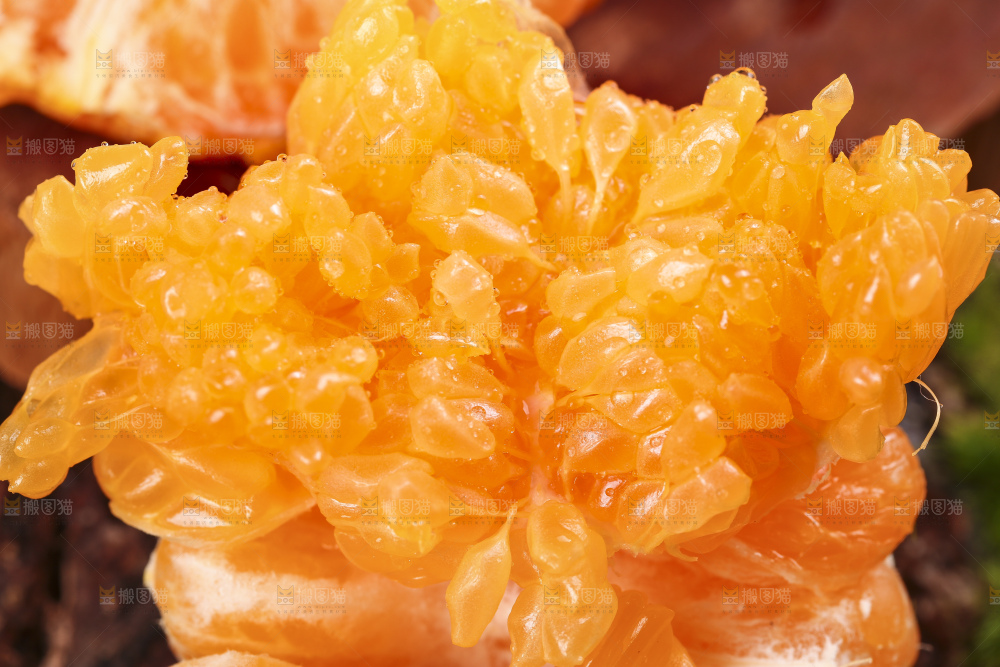 深底上放着四川春见