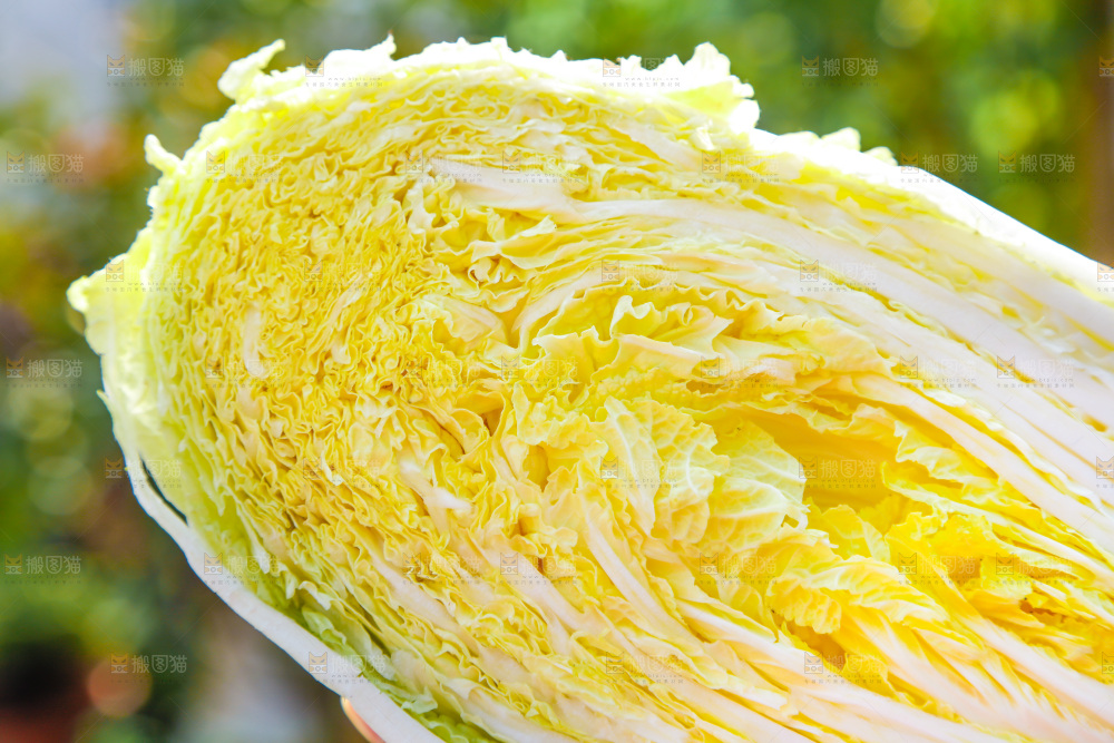 浅底上切开的黄心大白菜