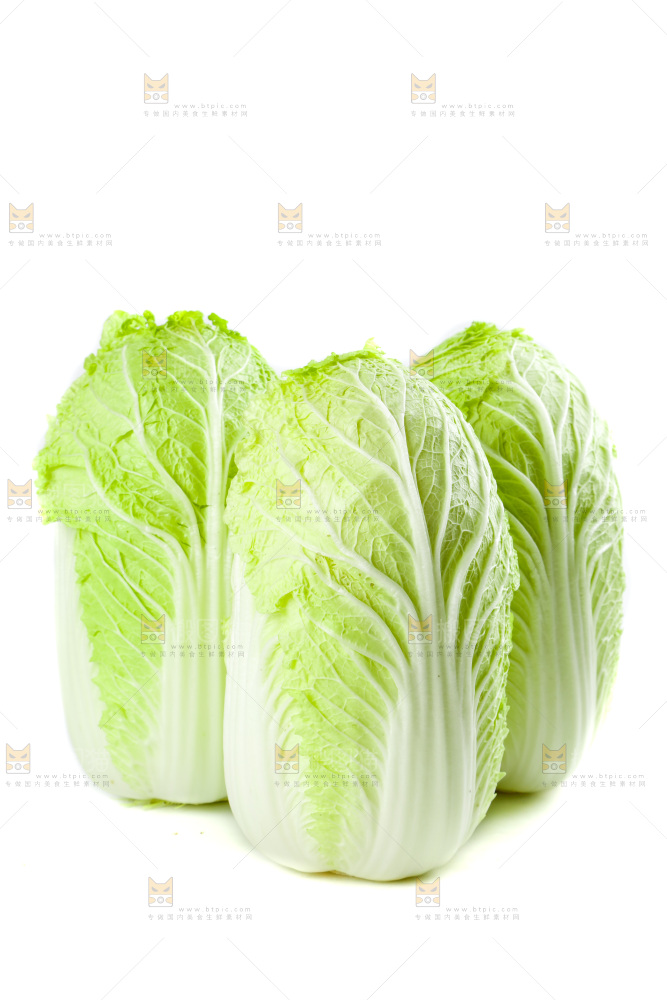 白底上的新鲜大白菜