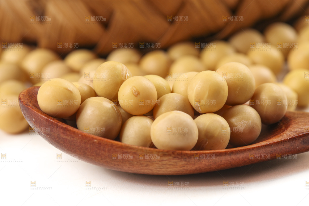 勺子里的黄大豆