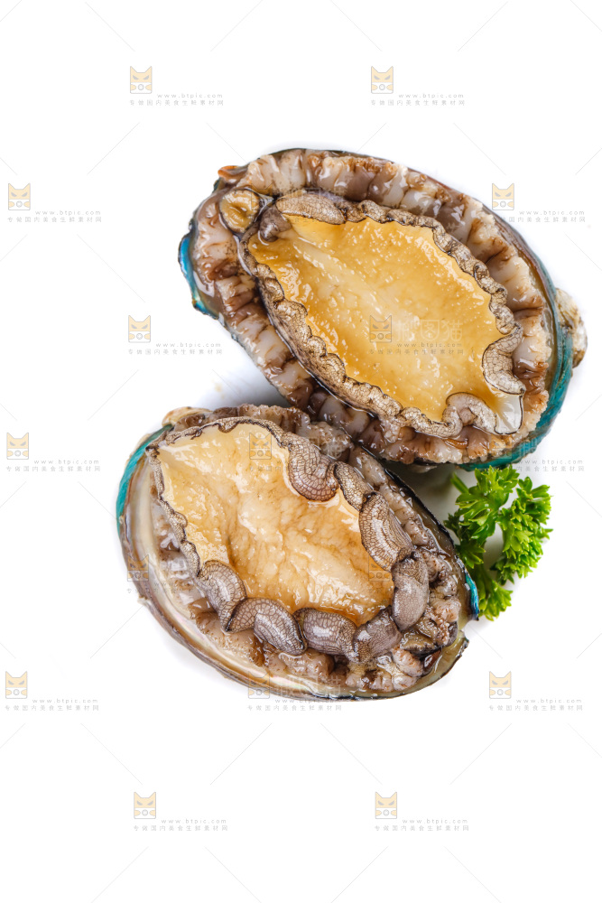 白底上的鲍鱼