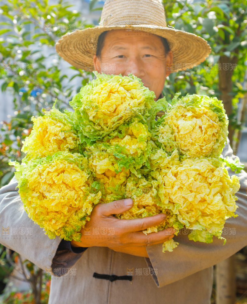农民抱着一捆大白菜