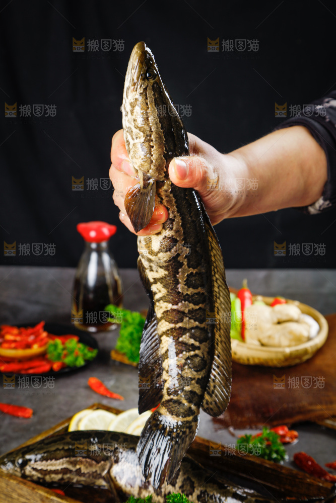 手拿鲜活乌鱼