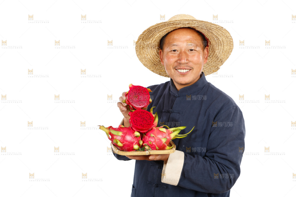农民手里拿着红心火龙果