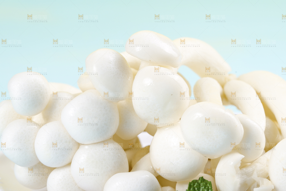 蓝底上的新鲜白玉菇