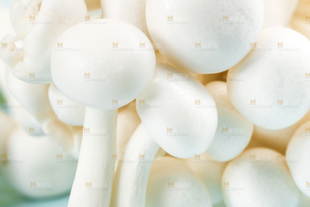 蓝底上的白玉菇