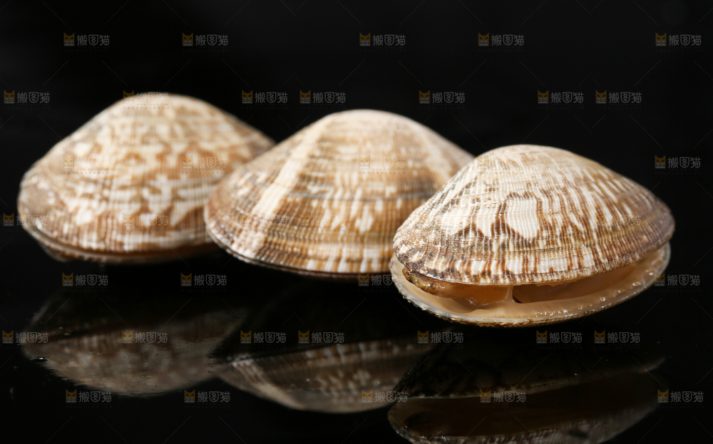 黑底上的蛤砺