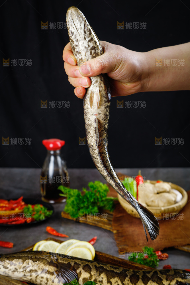 手拿鲜活乌鱼